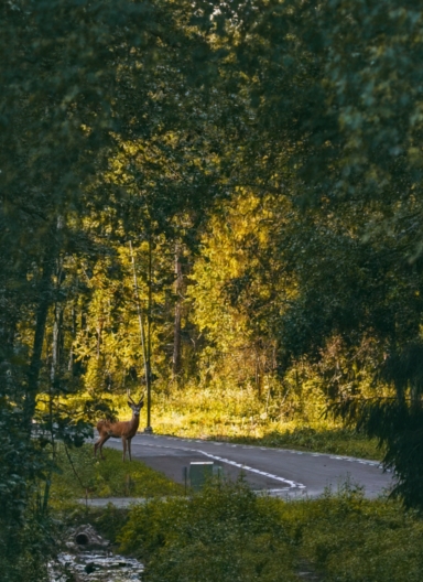 In the embrace of the trees